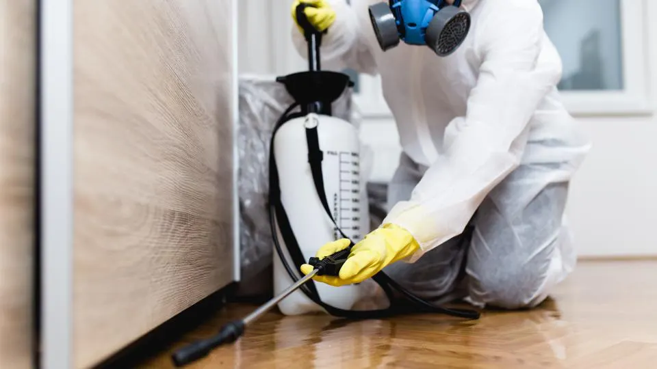 Termite Inspection